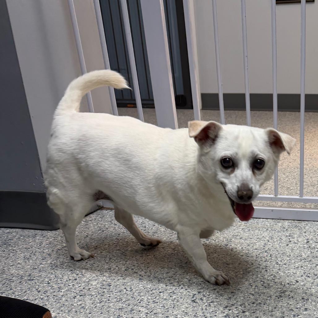 Enlarge Lexi, a Adoptable mixed breed in Scituate, MA image 2/2