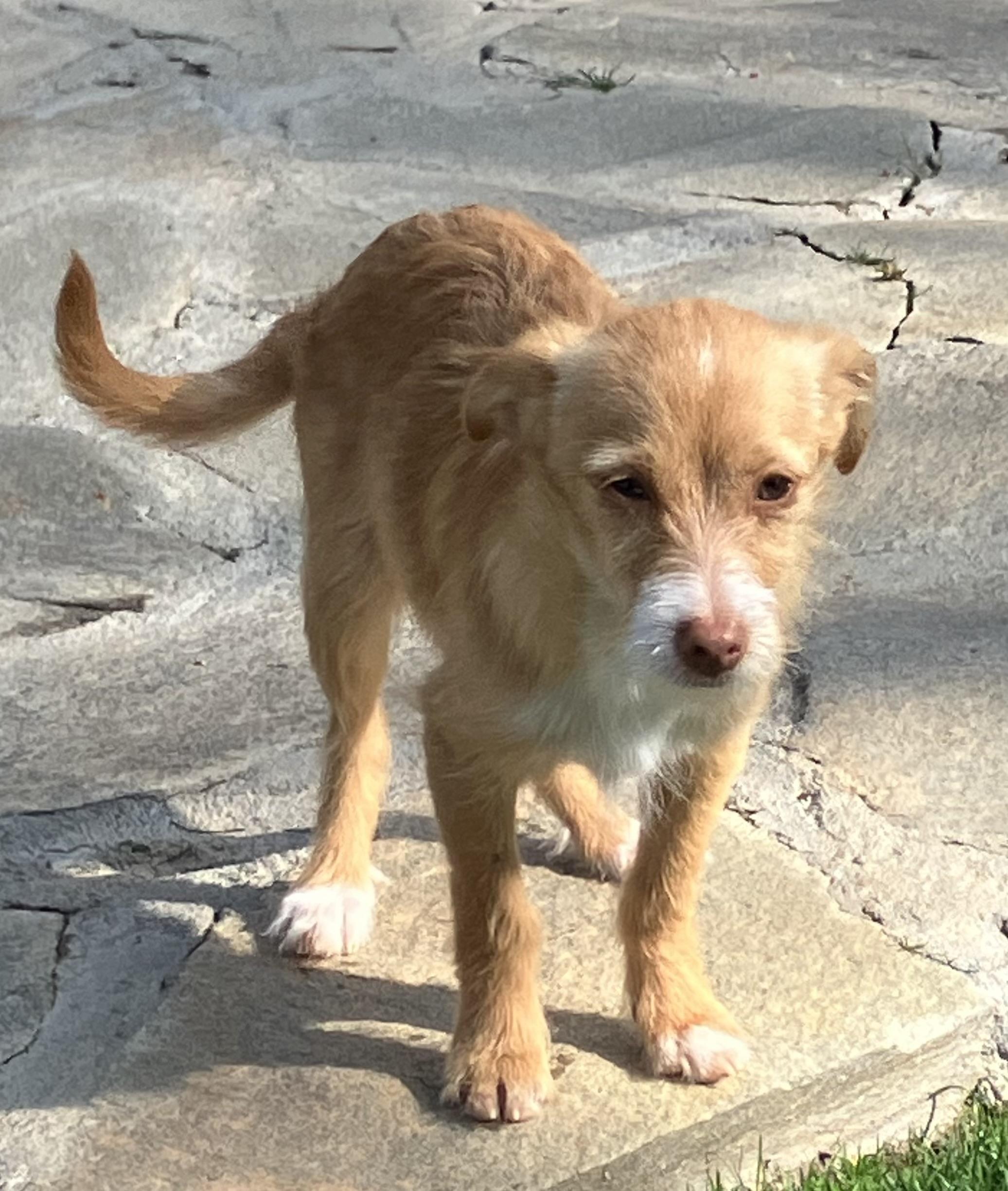 Enlarge Sparky, an adopted mixed breed in Beaverton, OR image 1/3