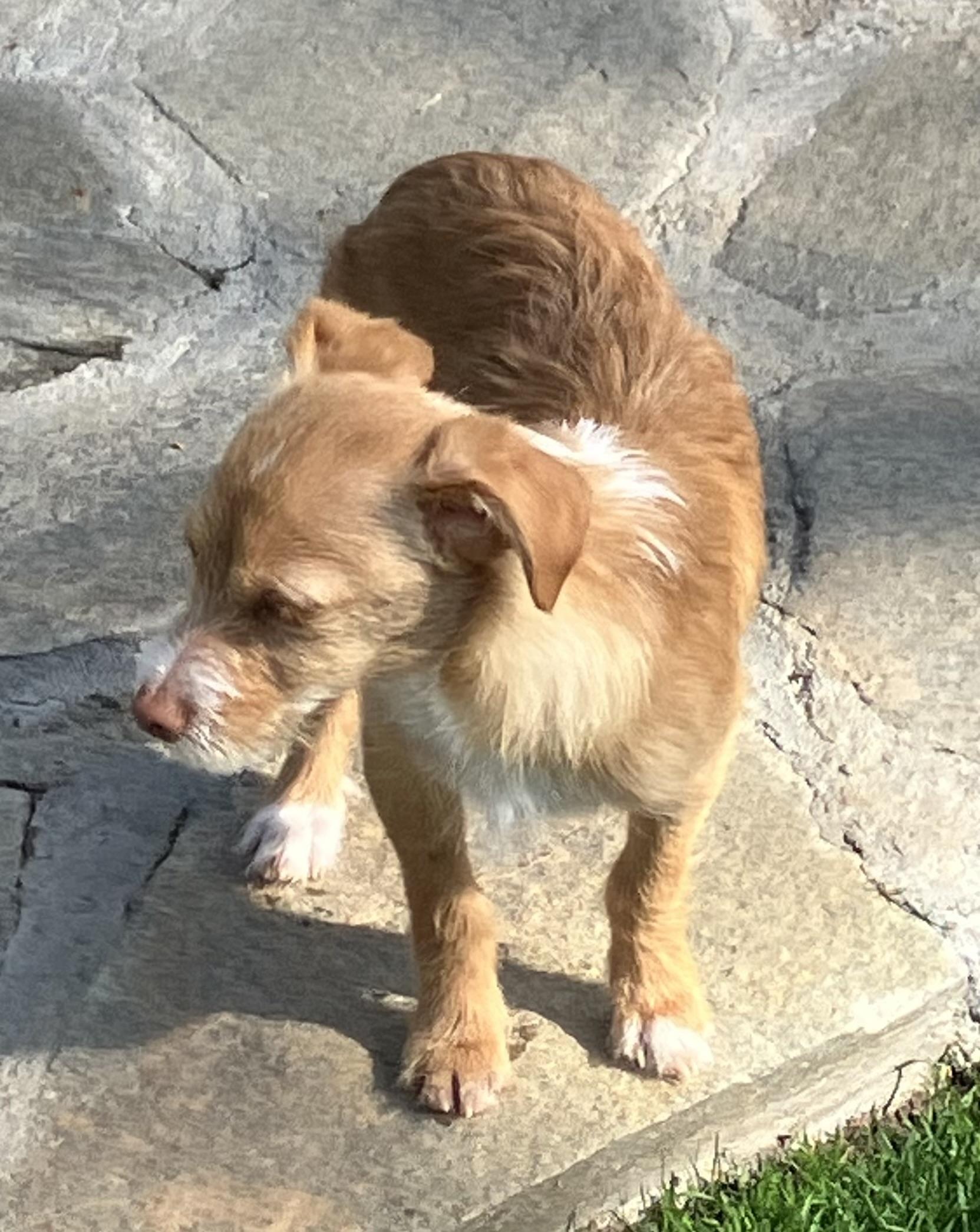 Enlarge Sparky, an adopted mixed breed in Beaverton, OR image 2/3