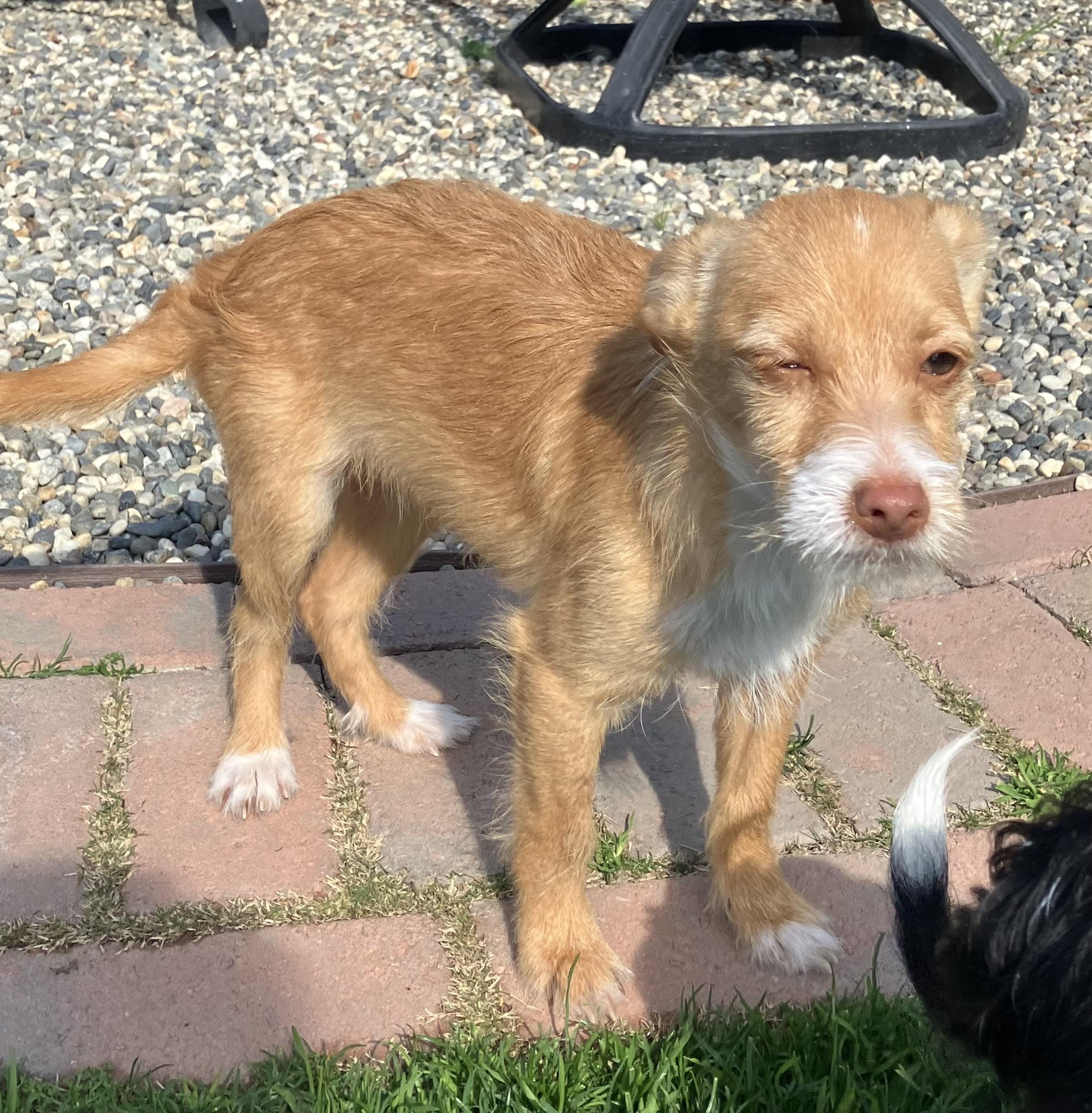 Enlarge Sparky, an adopted mixed breed in Beaverton, OR image 3/3