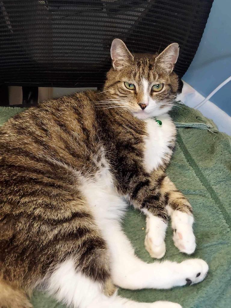 Gilligan, a Adoptable Domestic Short Hair in LIberty, NY image 1/3