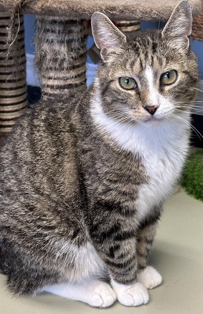 Gilligan, a Adoptable Domestic Short Hair in LIberty, NY image 2/3