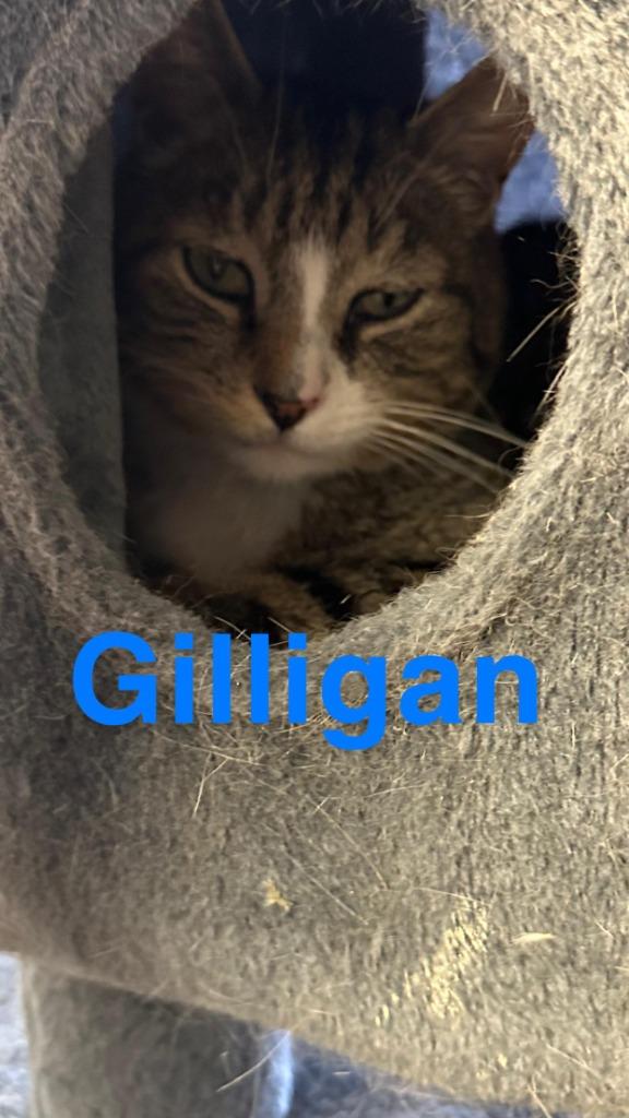Gilligan, a Adoptable Domestic Short Hair in LIberty, NY image 3/3