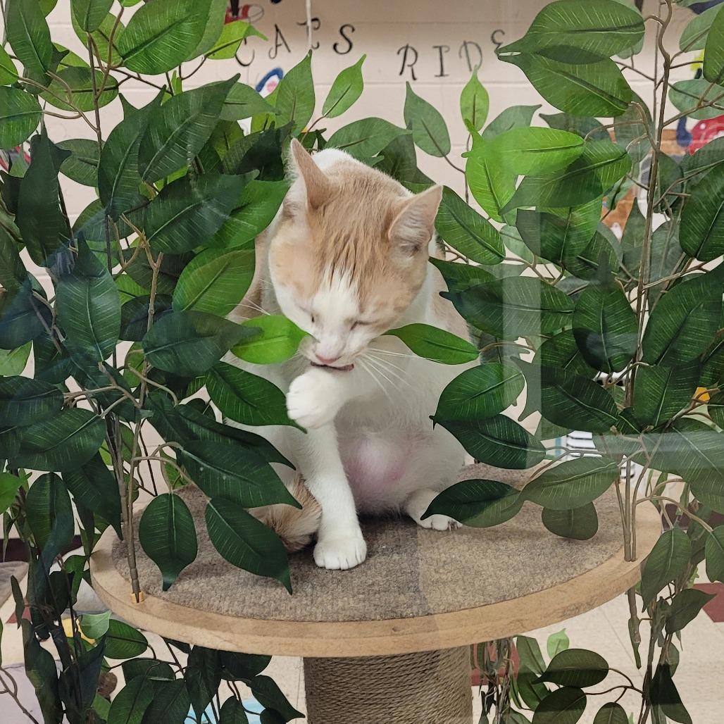 Snickers, Adoptable, Adult Male Domestic Short Hair.