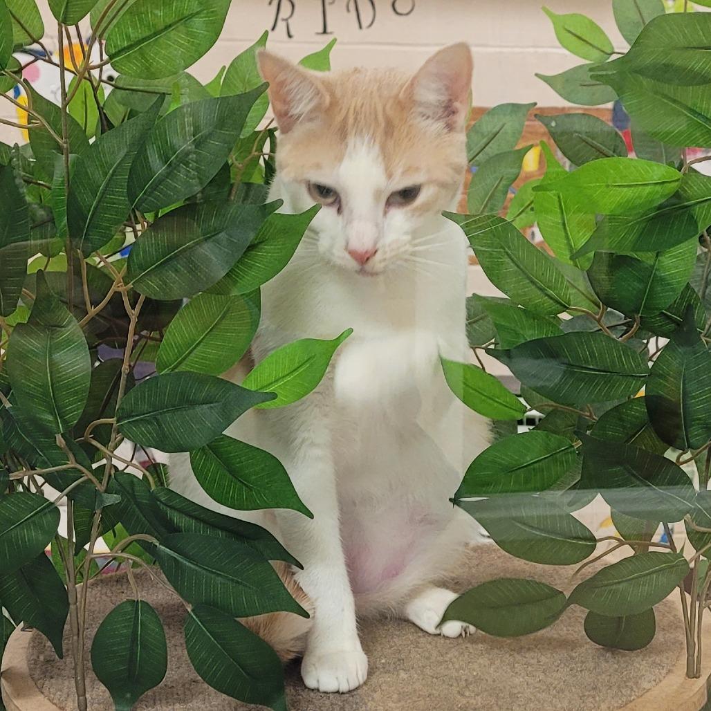 Enlarge Snickers, a Adoptable Domestic Short Hair in Waynesboro, PA image 2/6