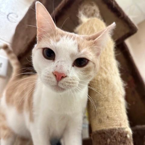 Enlarge Snickers, a Adoptable Domestic Short Hair in Waynesboro, PA image 3/6