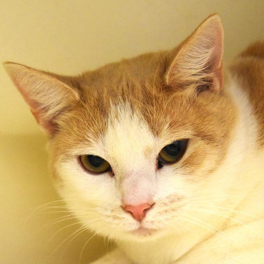 Enlarge Snickers, a Adoptable Domestic Short Hair in Waynesboro, PA image 4/6