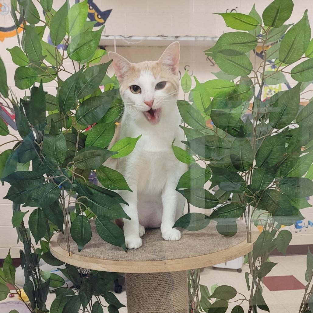 Enlarge Snickers, a Adoptable Domestic Short Hair in Waynesboro, PA image 5/6