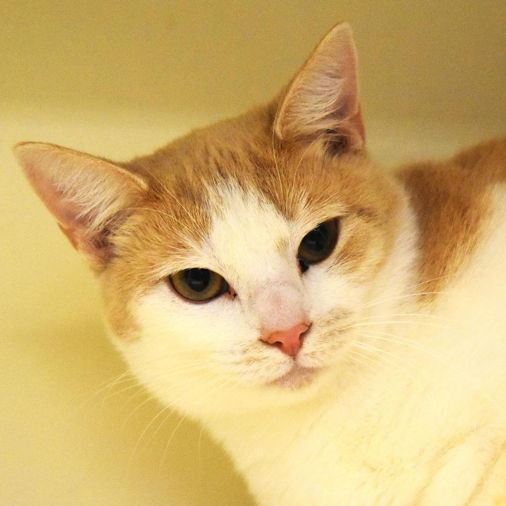 Enlarge Snickers, a Adoptable Domestic Short Hair in Waynesboro, PA image 6/6