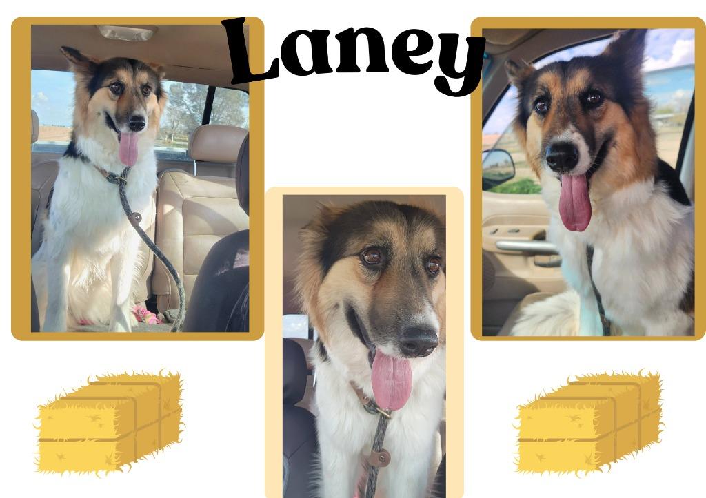 Laney thumbnail 2