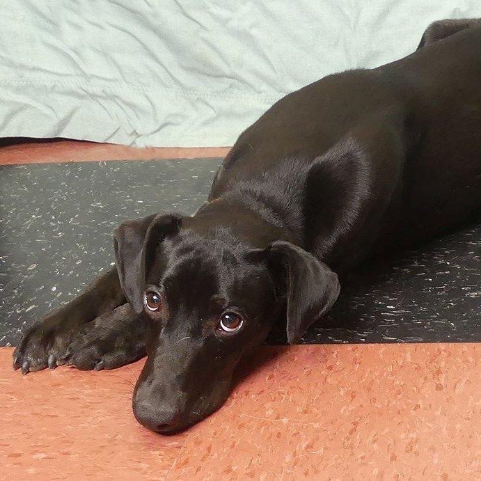 Enlarge ADAM, a Adoptable mixed breed in Ukiah, CA image 1/2