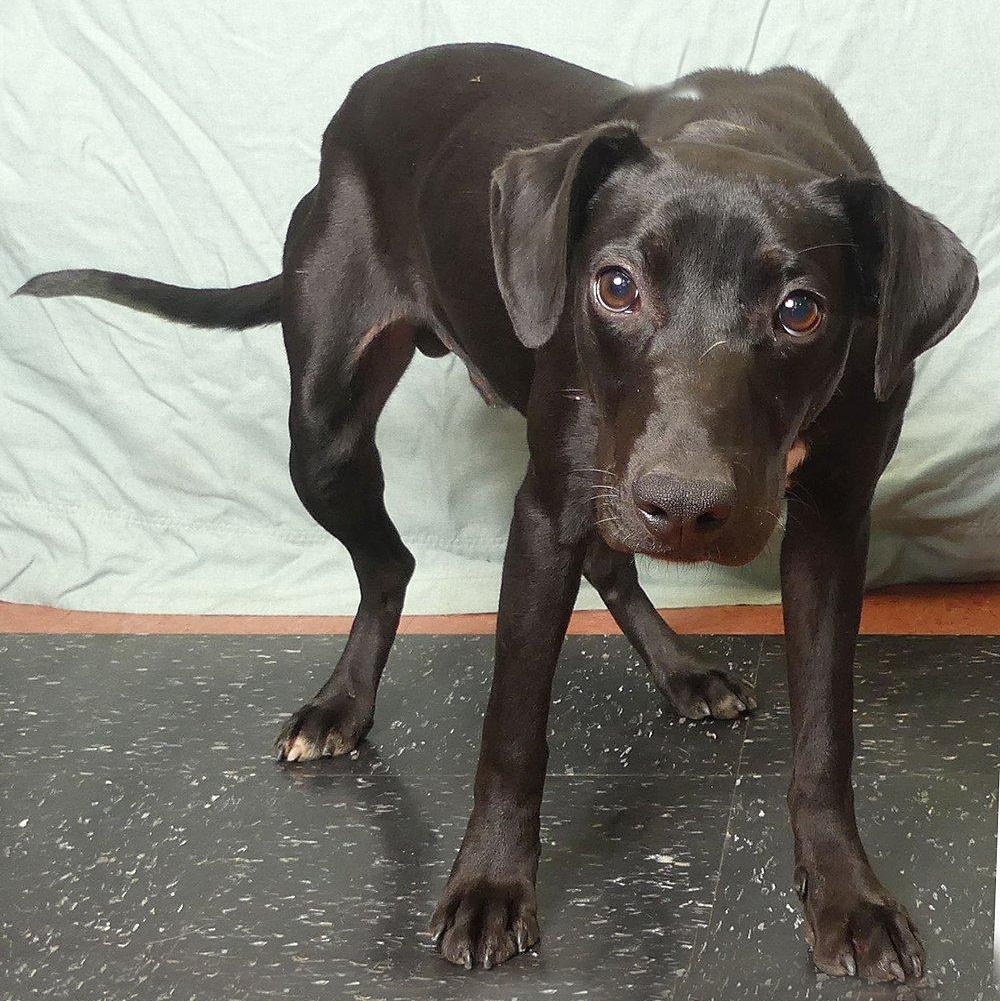 Enlarge ADAM, a Adoptable mixed breed in Ukiah, CA image 2/2