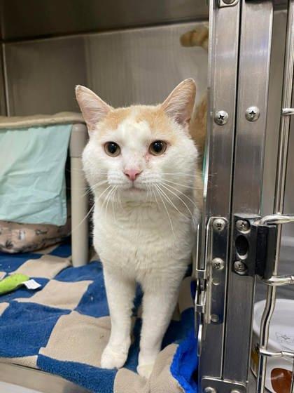 Enlarge Mystery, an adopted Domestic Short Hair in Whitby, ON image 1/1