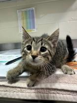 Enlarge Iota, a ADOPTABLE Domestic Short Hair in Manitowoc, WI image 1/1