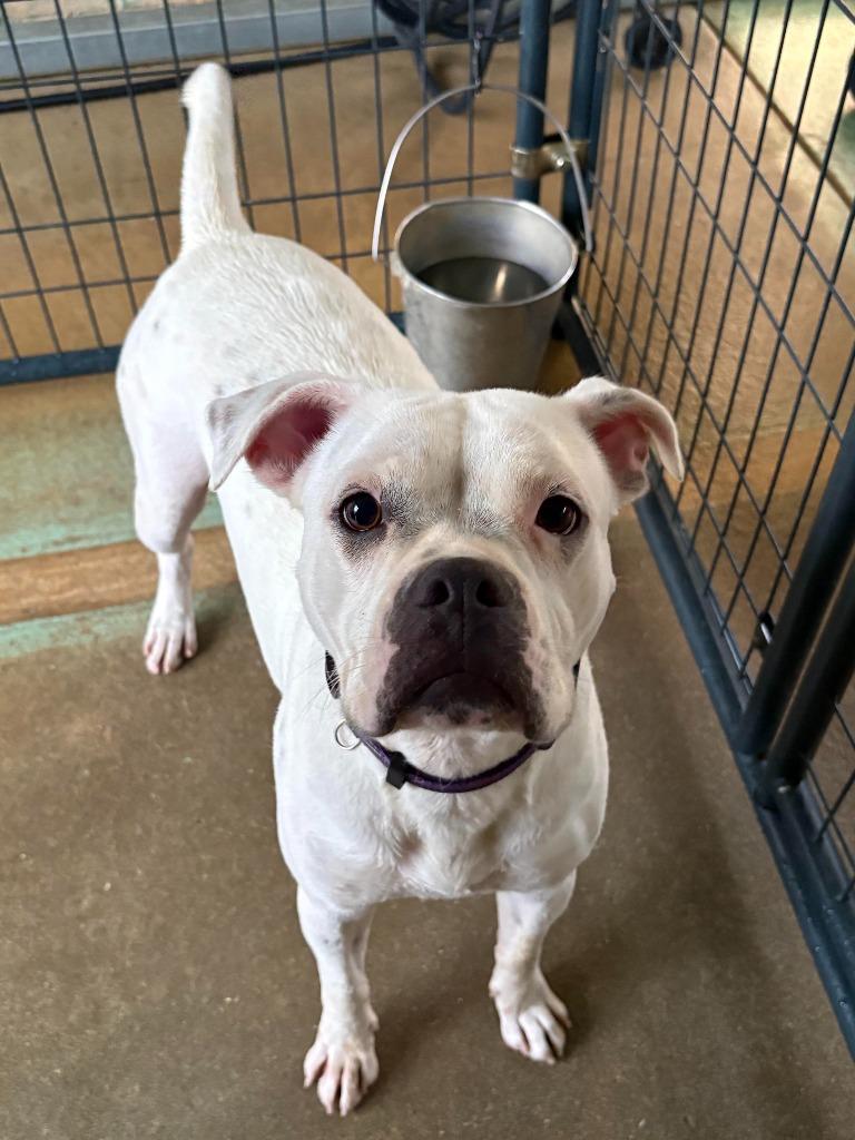 SKY, Adoptable, Young Female English Bulldog.