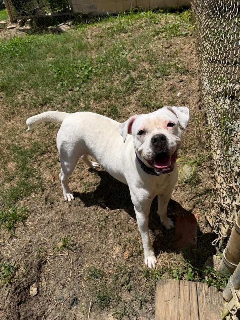 Enlarge SKY, a Adoptable English Bulldog in Marianna, FL image 2/3
