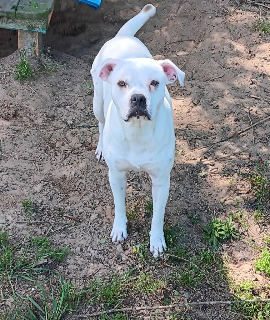 SKY, Adoptable, Young Female English Bulldog.
