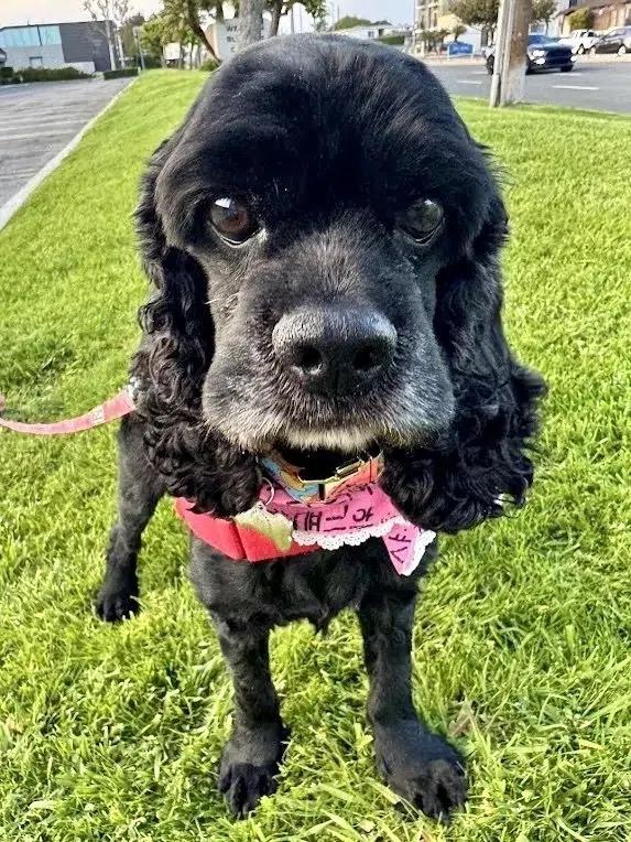 Enlarge Cory, a ADOPTABLE Cocker Spaniel in South San Francisco, CA image 3/5