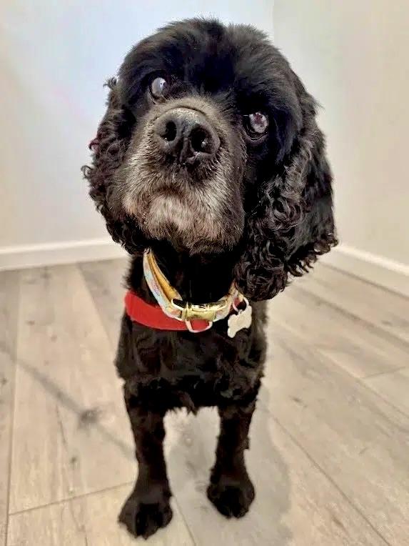 Enlarge Cory, a ADOPTABLE Cocker Spaniel in South San Francisco, CA image 4/5