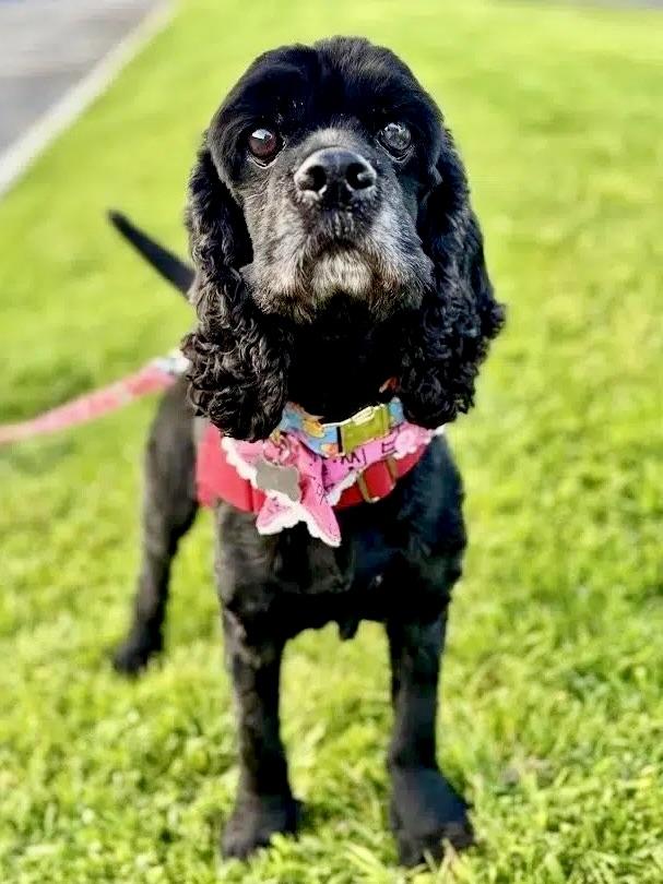 Cory, ADOPTABLE, Adult Male Cocker Spaniel.