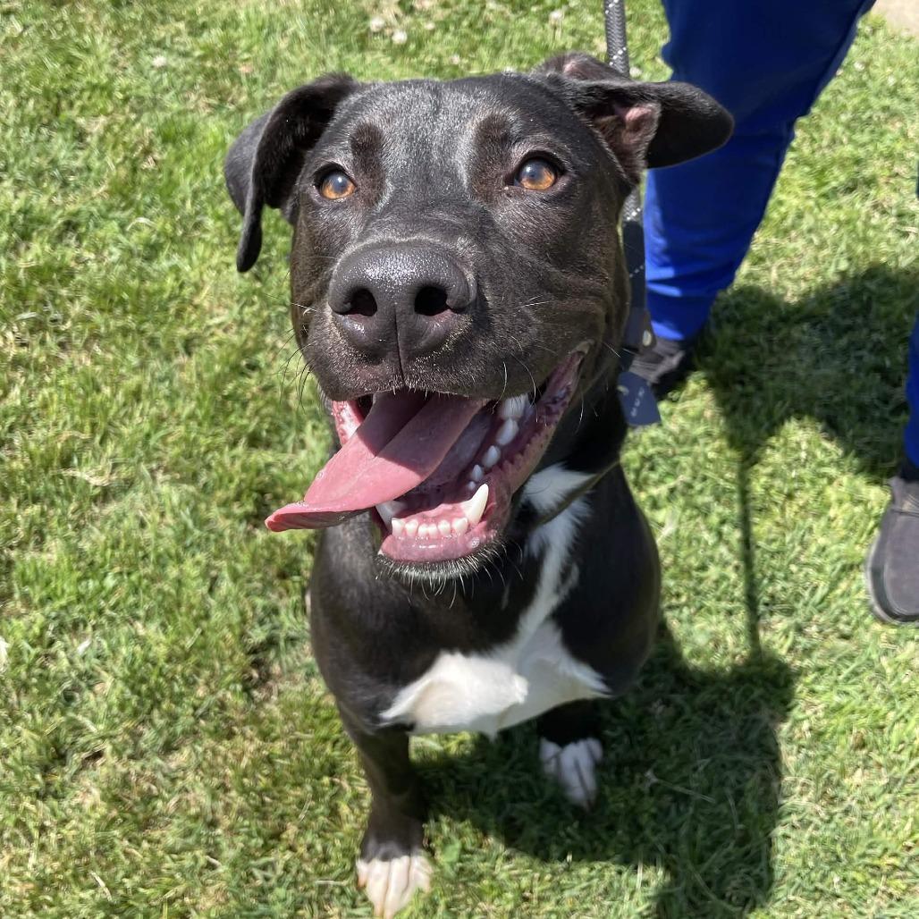 Pickle Rick, Adoptable, Young Male Black Labrador Retriever.