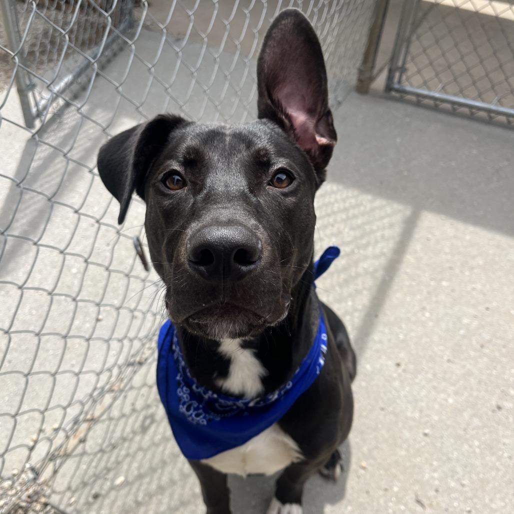 Enlarge Pickle Rick, a Adoptable Black Labrador Retriever in Greenville, SC image 2/6