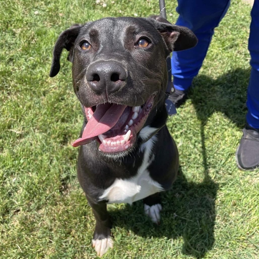 Enlarge Pickle Rick, a Adoptable Black Labrador Retriever in Greenville, SC image 3/6