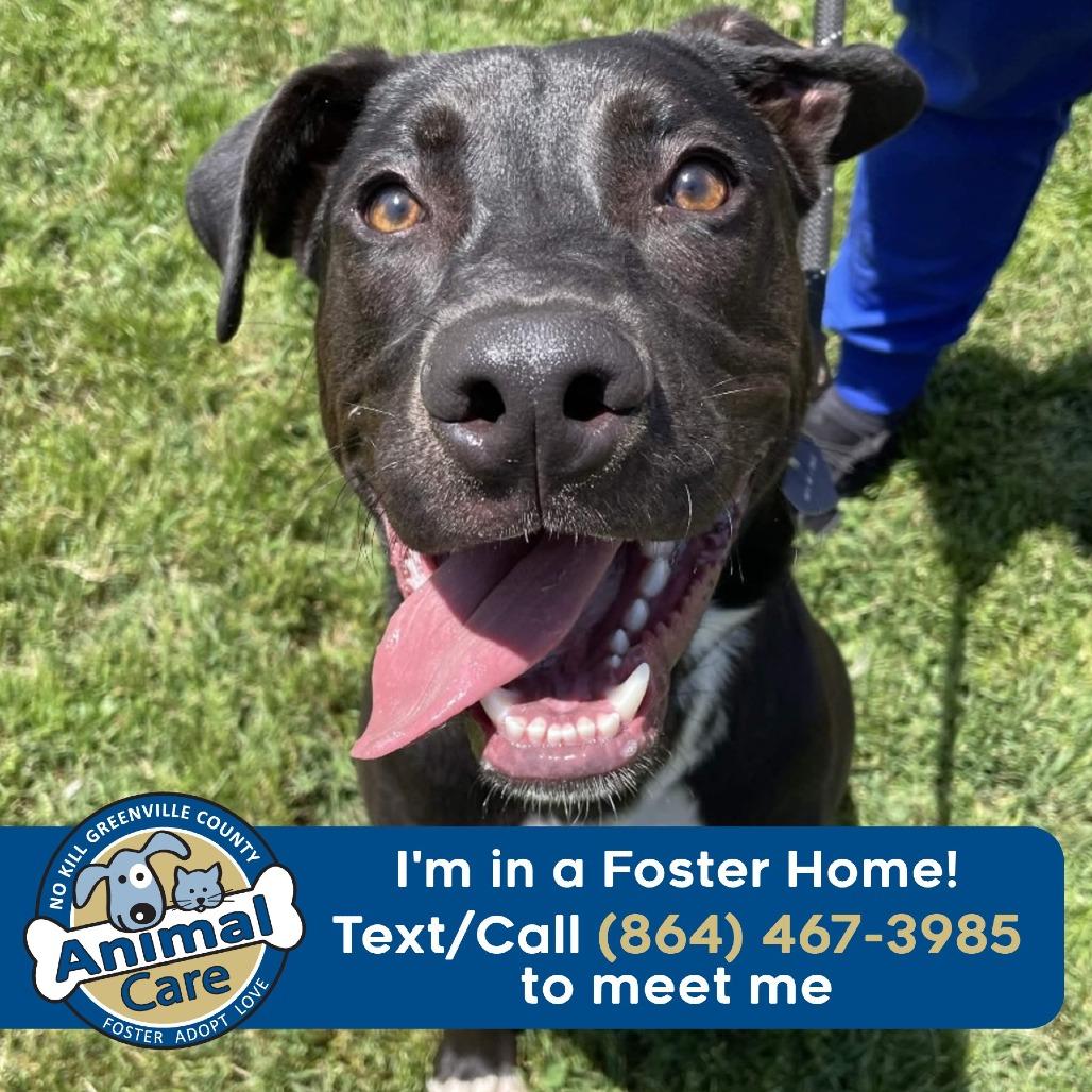 Pickle Rick, a Adoptable Black Labrador Retriever in Greenville, SC image 2/6