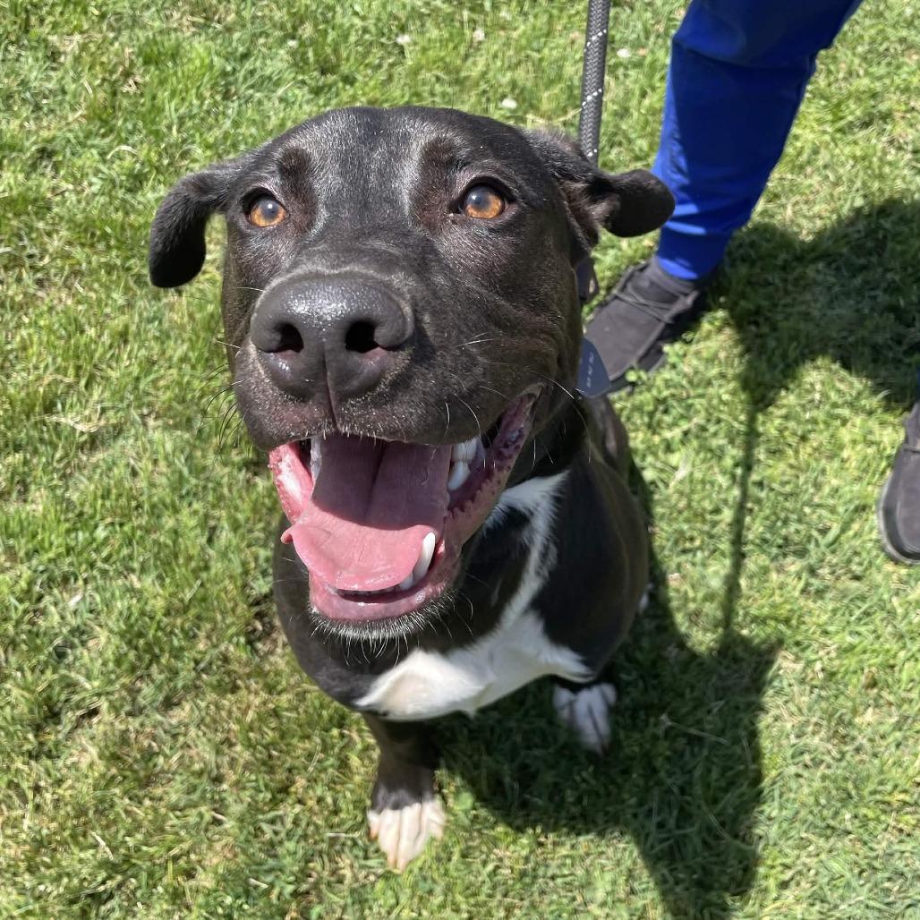 Enlarge Pickle Rick, a Adoptable Black Labrador Retriever in Greenville, SC image 4/6