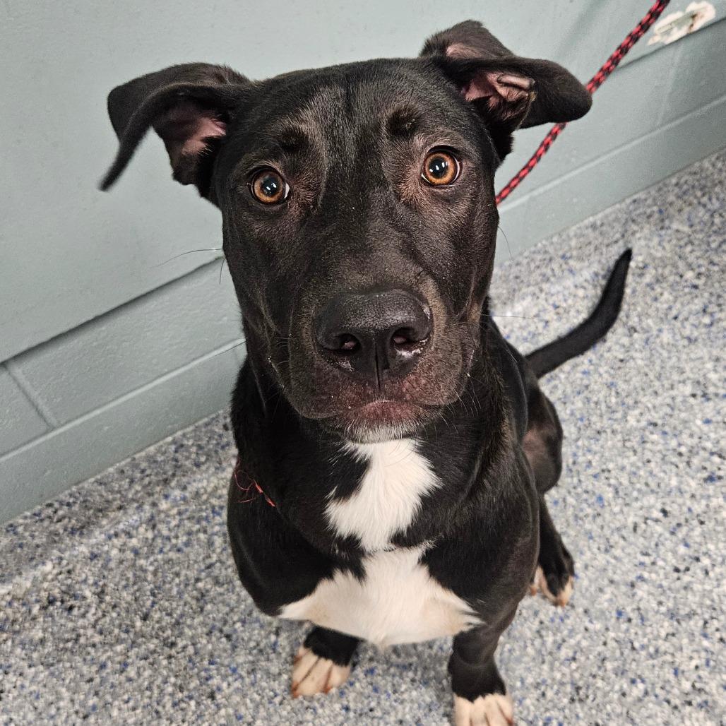 Enlarge Pickle Rick, a Adoptable Black Labrador Retriever in Greenville, SC image 5/6