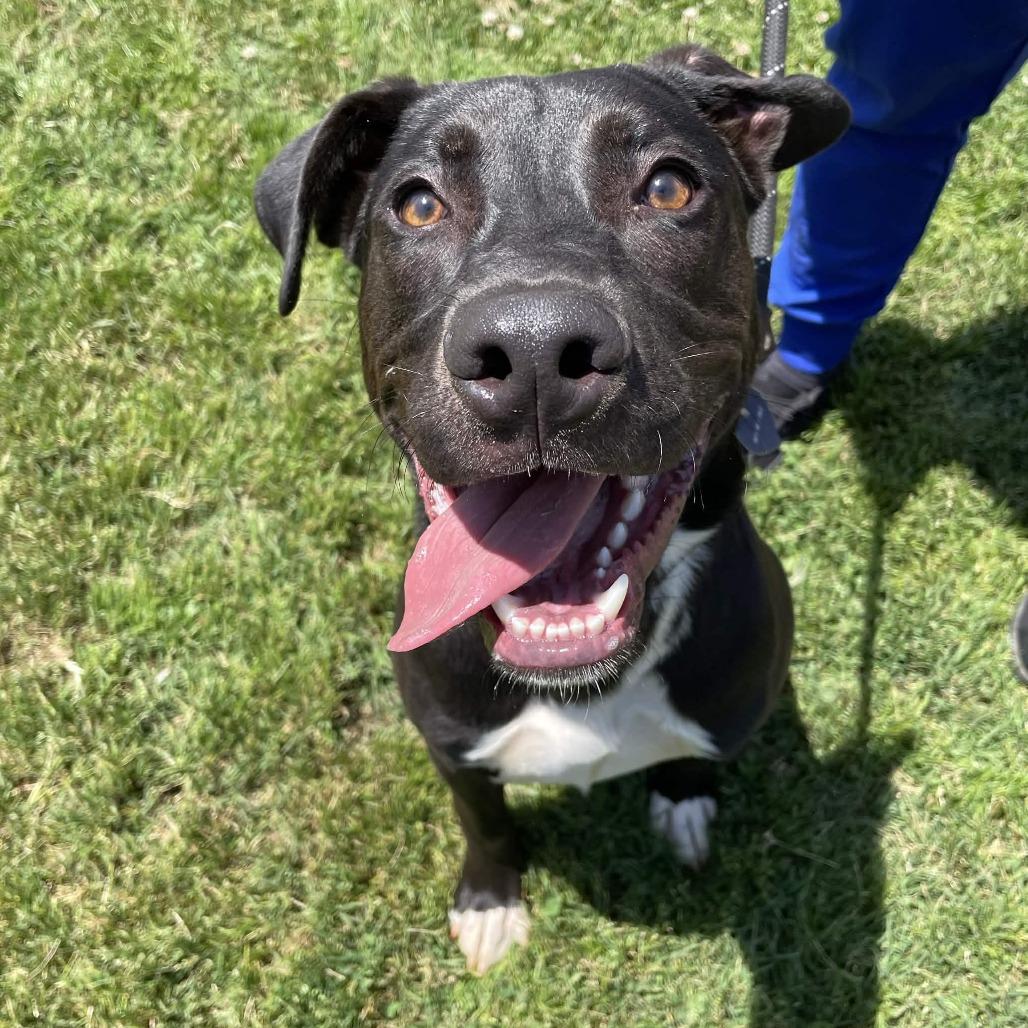 Enlarge Pickle Rick, a Adoptable Black Labrador Retriever in Greenville, SC image 6/6