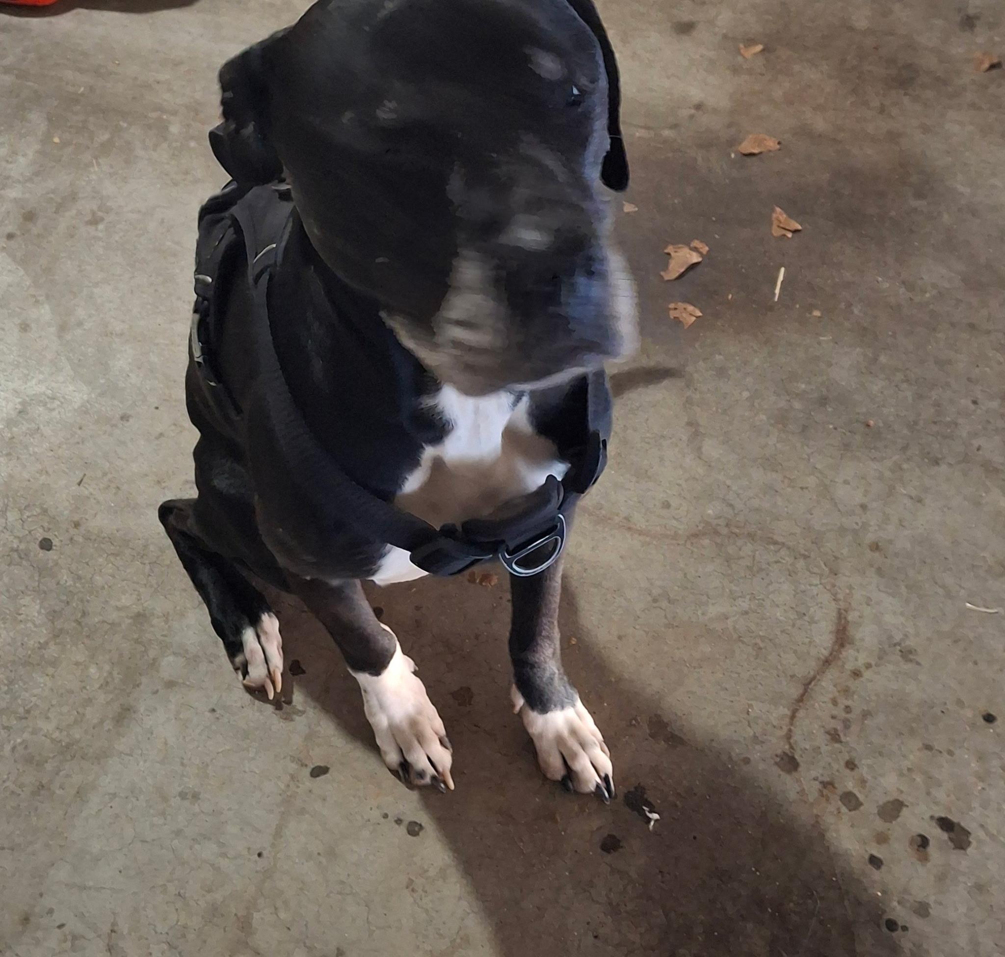 Enlarge Beau, an adopted Terrier in Arlington, TX image 2/5