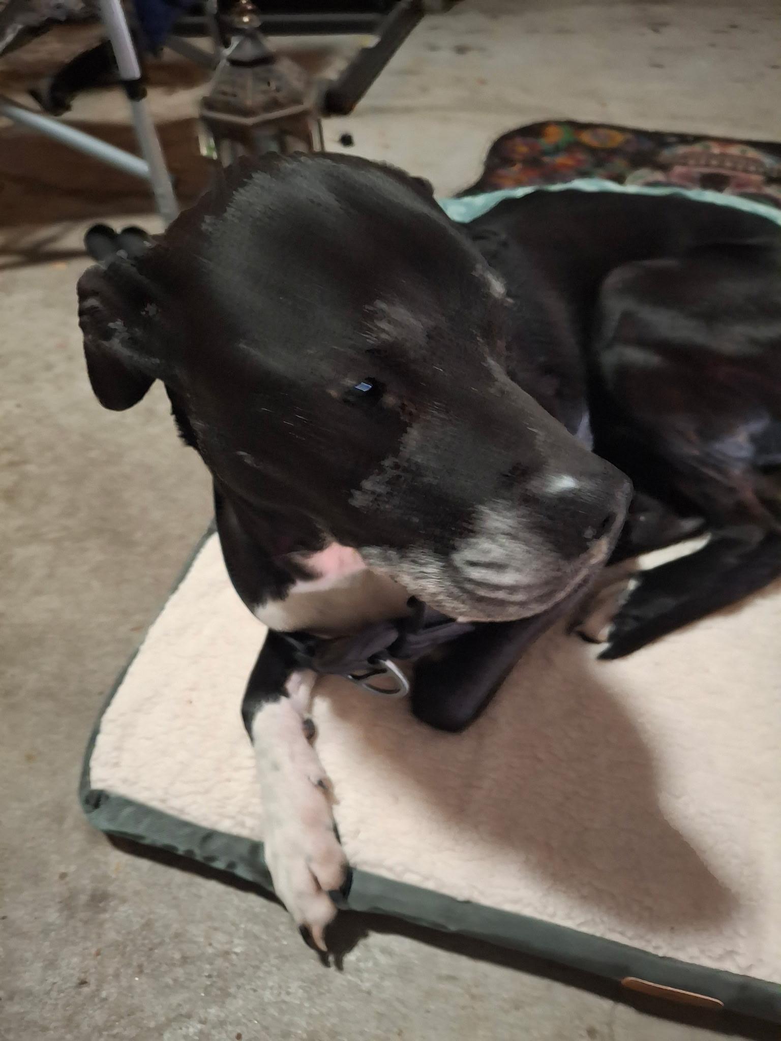 Enlarge Beau, an adopted Terrier in Arlington, TX image 4/5