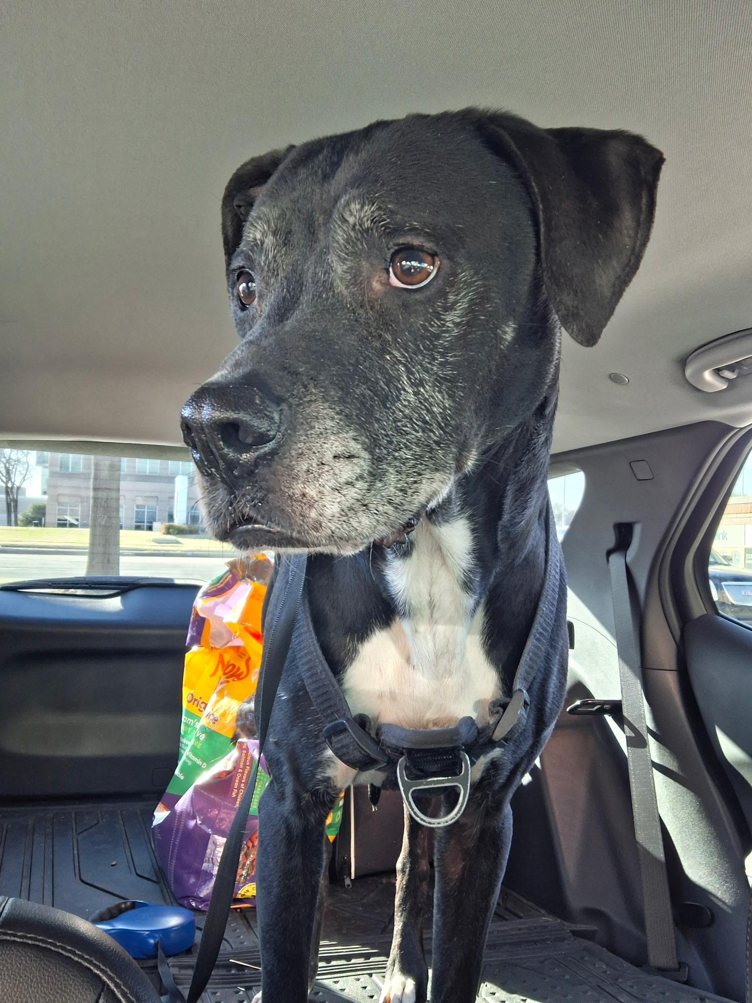 Enlarge Beau, an adopted Terrier in Arlington, TX image 3/5