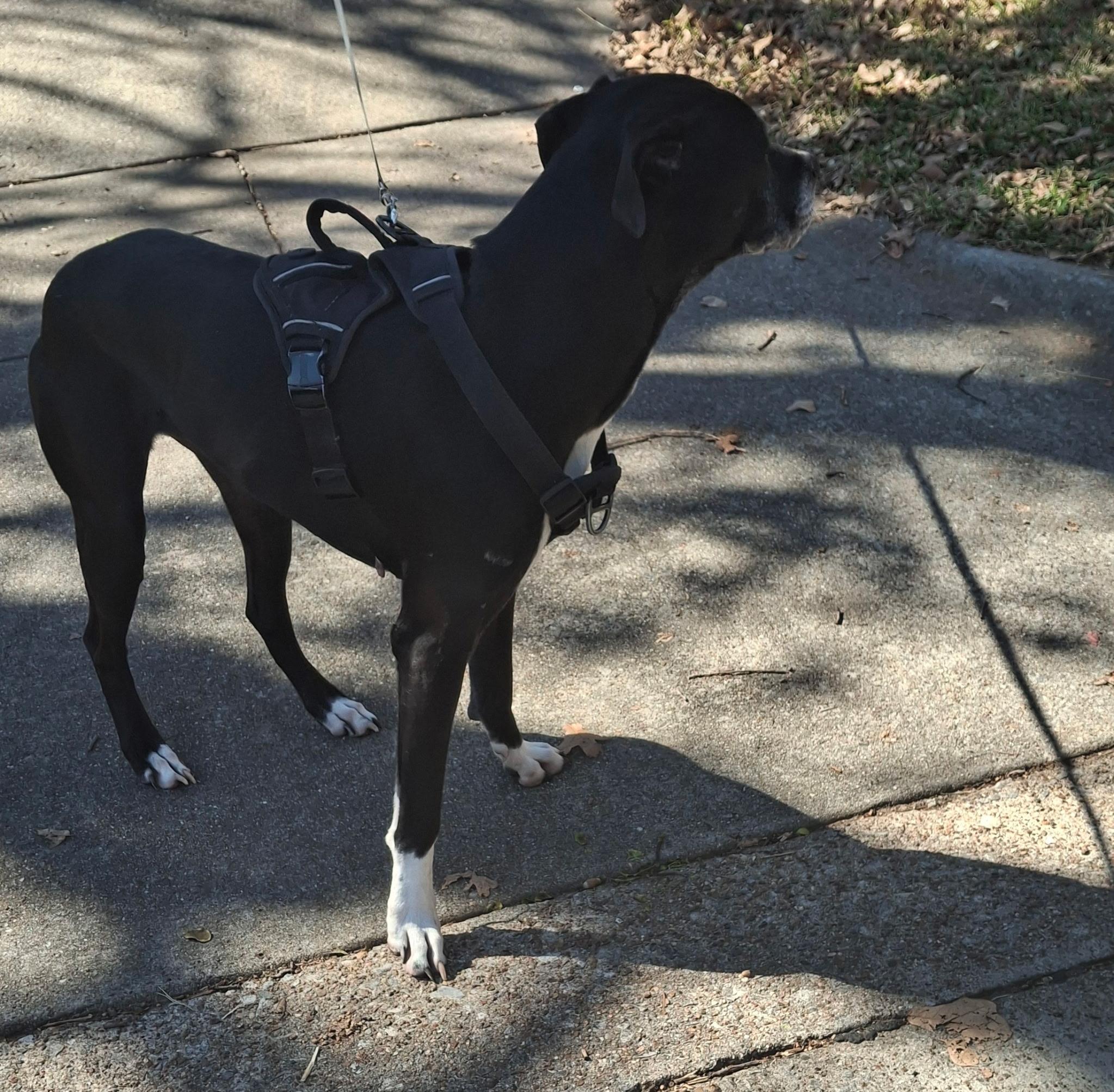 Enlarge Beau, an adopted Terrier in Arlington, TX image 5/5