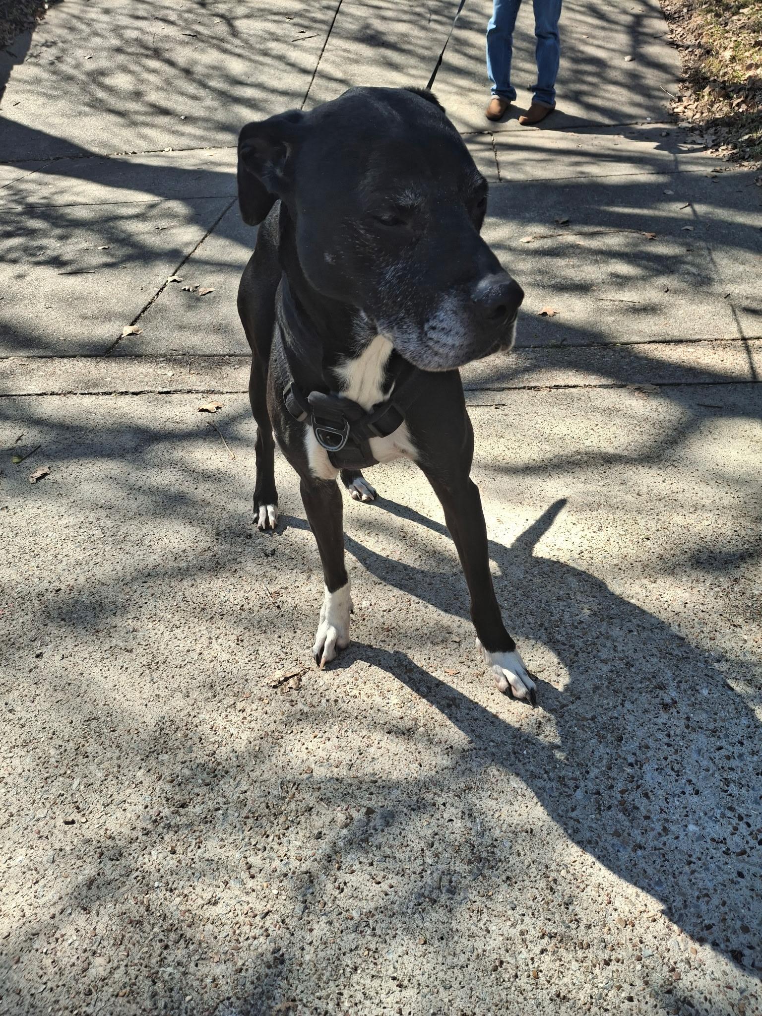Enlarge Beau, an adopted Terrier in Arlington, TX image 1/5
