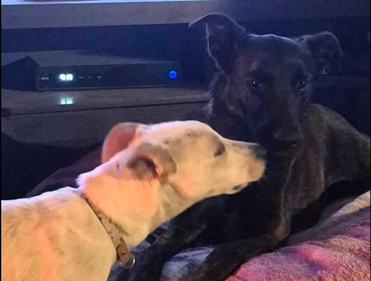 Butters-Oak Harbor, WA, a Adoptable mixed breed in Oak Harbor, WA image 5/5