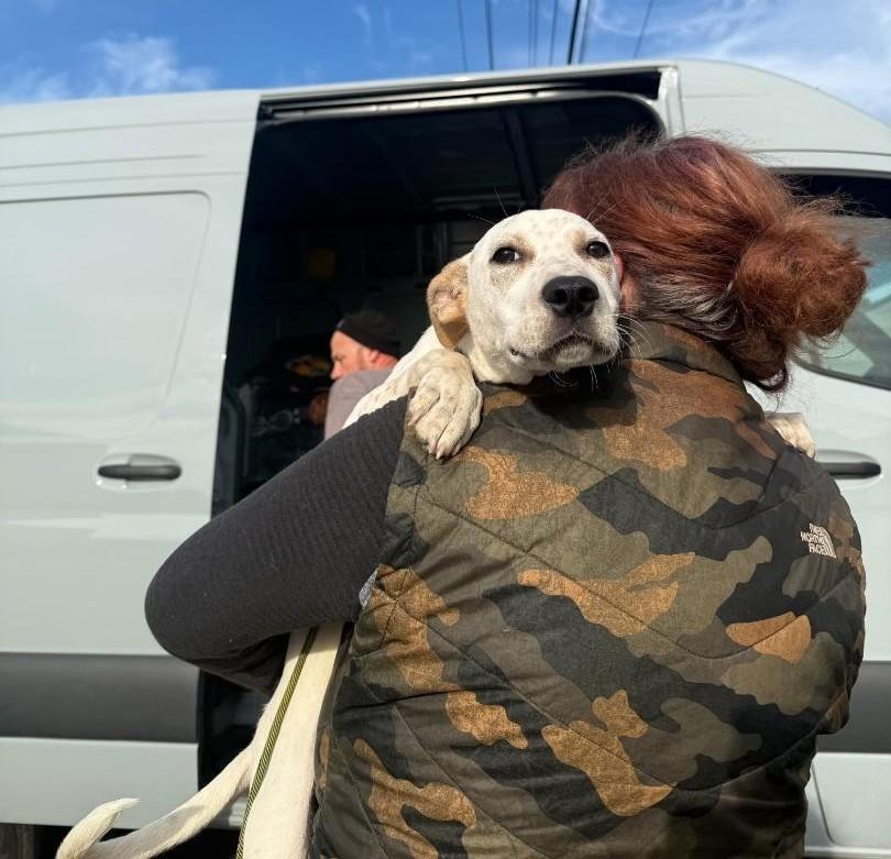 Butters-Oak Harbor, WA, a Adoptable mixed breed in Oak Harbor, WA image 4/5