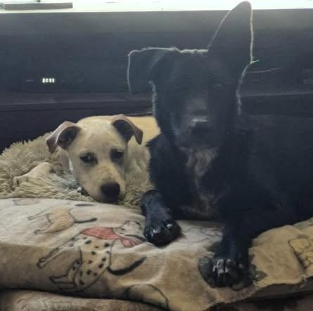 Butters-Oak Harbor, WA, a Adoptable mixed breed in Oak Harbor, WA image 2/5