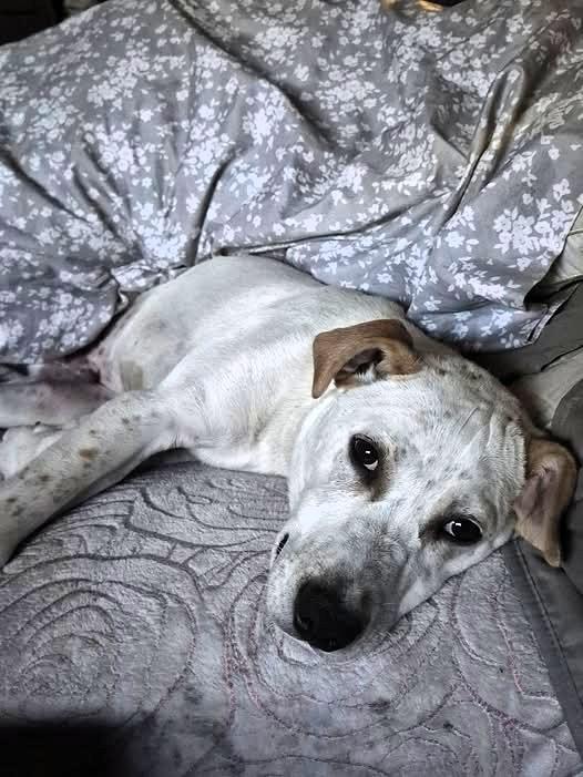 Butters-Oak Harbor, WA, a Adoptable mixed breed in Oak Harbor, WA image 1/5