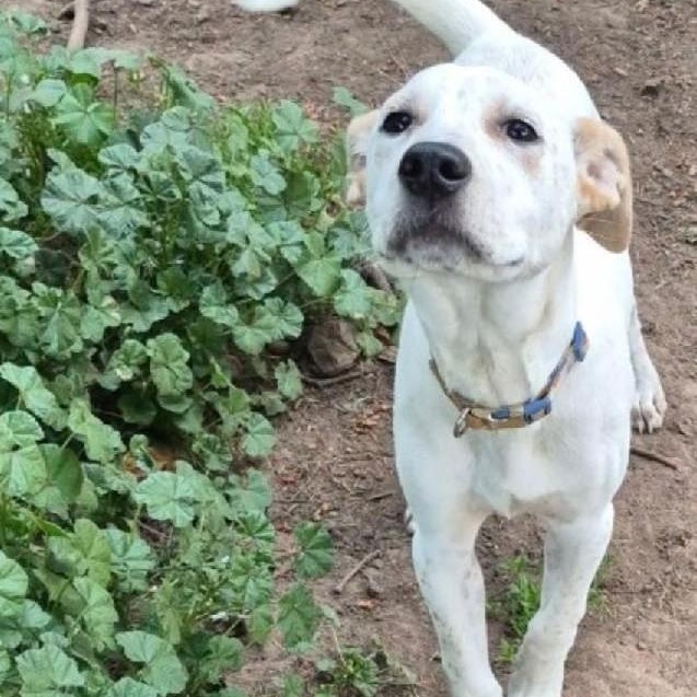 Butters-Oak Harbor, WA, a Adoptable mixed breed in Oak Harbor, WA image 3/5