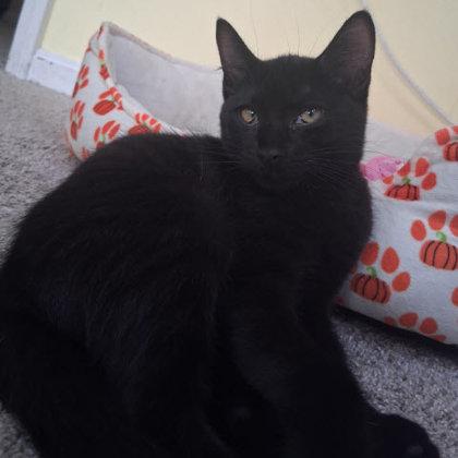 Forrest Everett, adopt with a sibling, Adoptable, Kitten Male Domestic Short Hair & Domestic Short Hair.