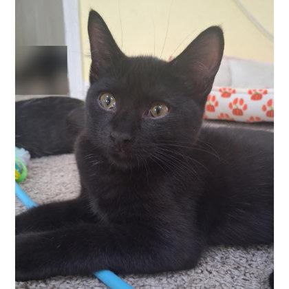 Enlarge Forrest Everett, adopt with a sibling, a Adoptable mixed breed in Hudson, MA image 2/2