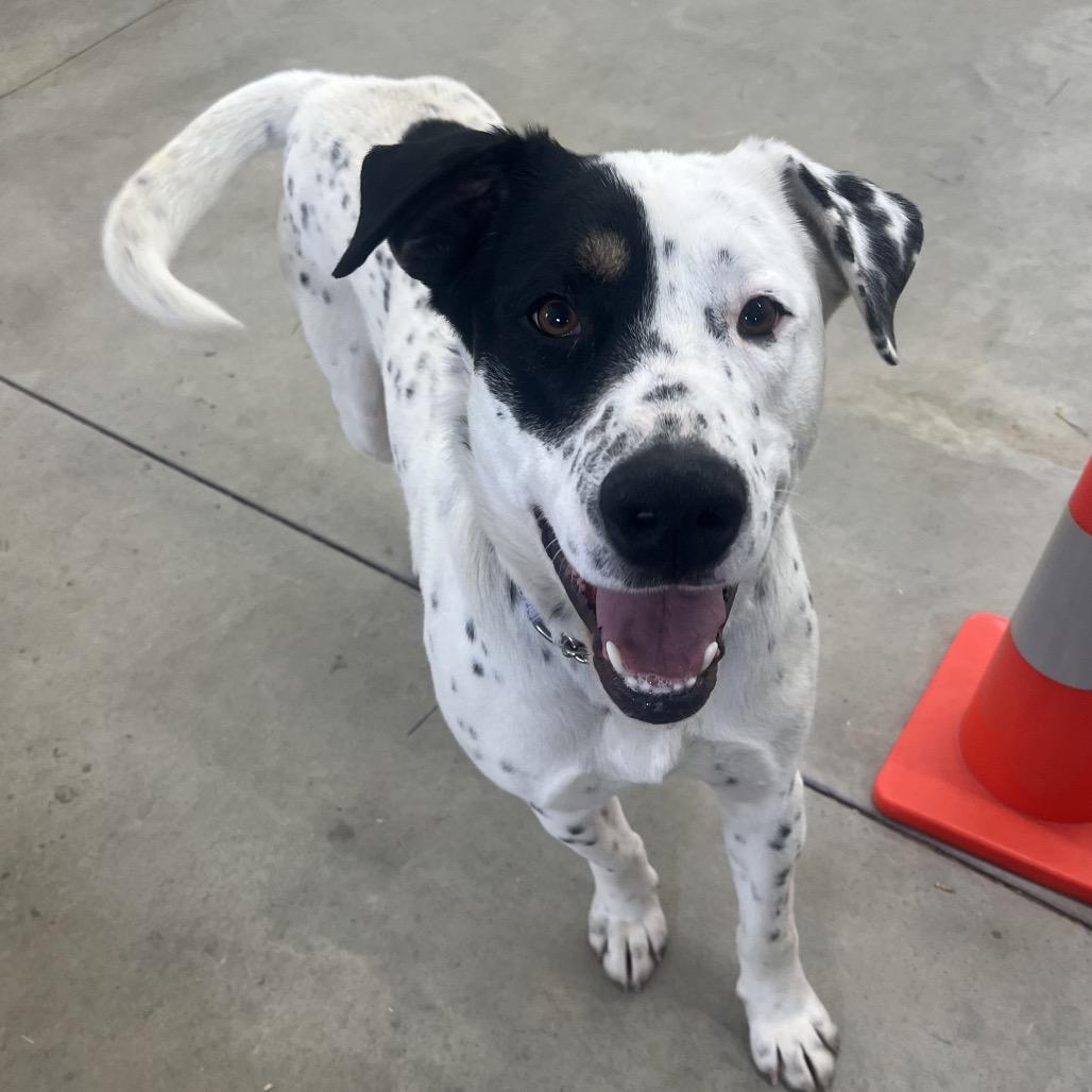 Enlarge Apollo, a Adoptable Mixed Breed in Bismarck, ND image 1/6