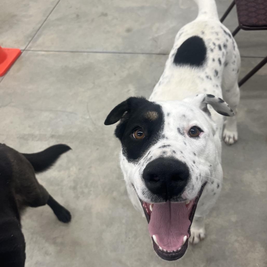 Enlarge Apollo, a Adoptable Mixed Breed in Bismarck, ND image 2/6