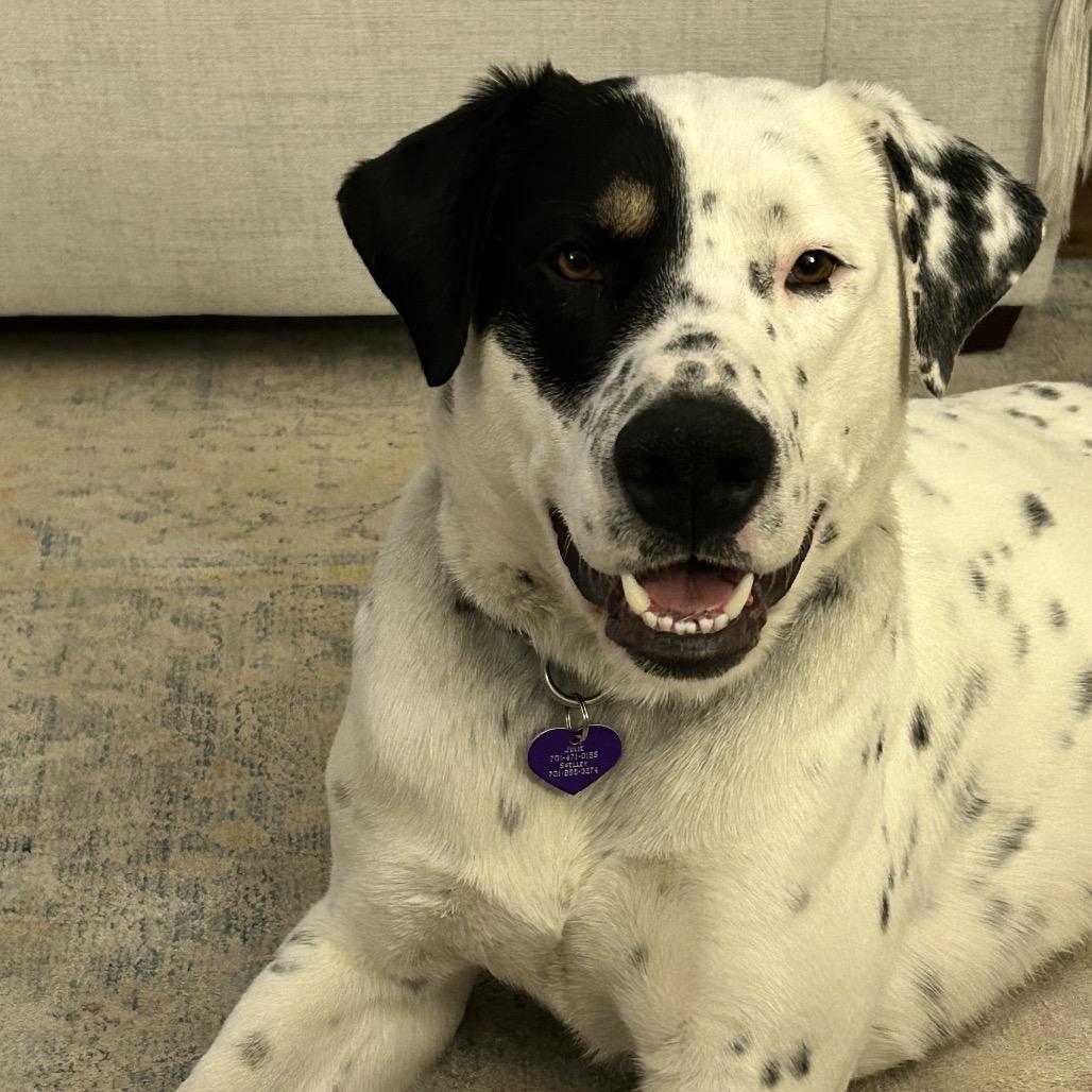 Enlarge Apollo, a Adoptable Mixed Breed in Bismarck, ND image 3/6