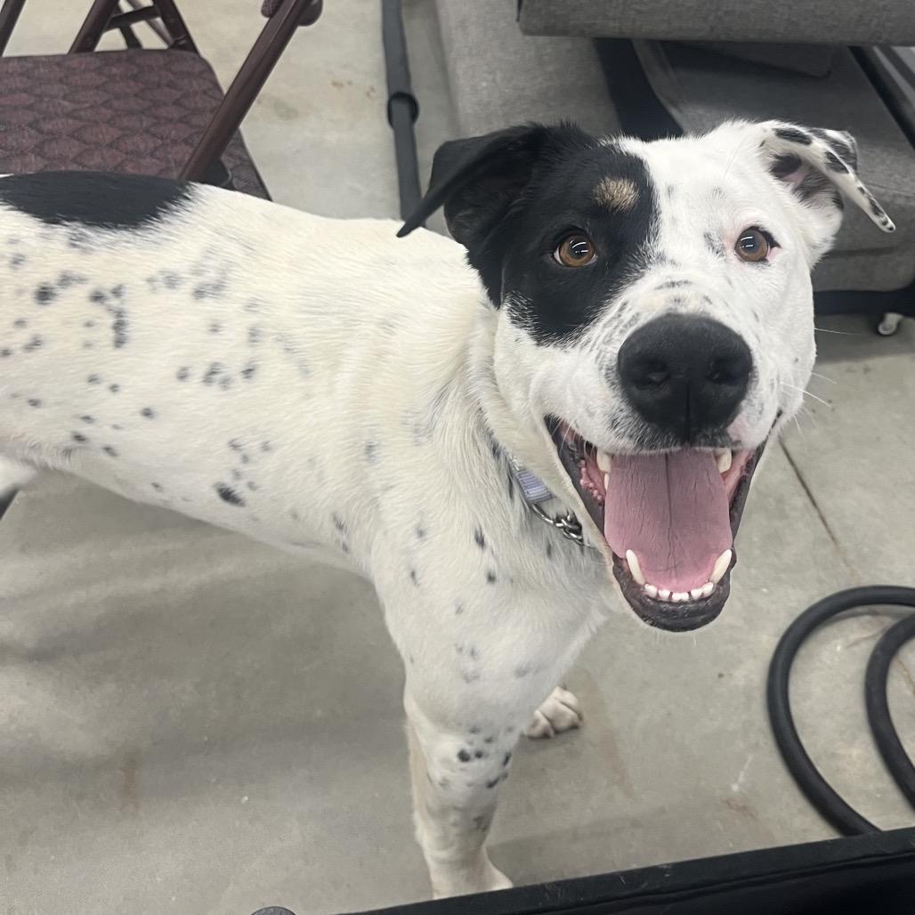 Enlarge Apollo, a Adoptable Mixed Breed in Bismarck, ND image 4/6