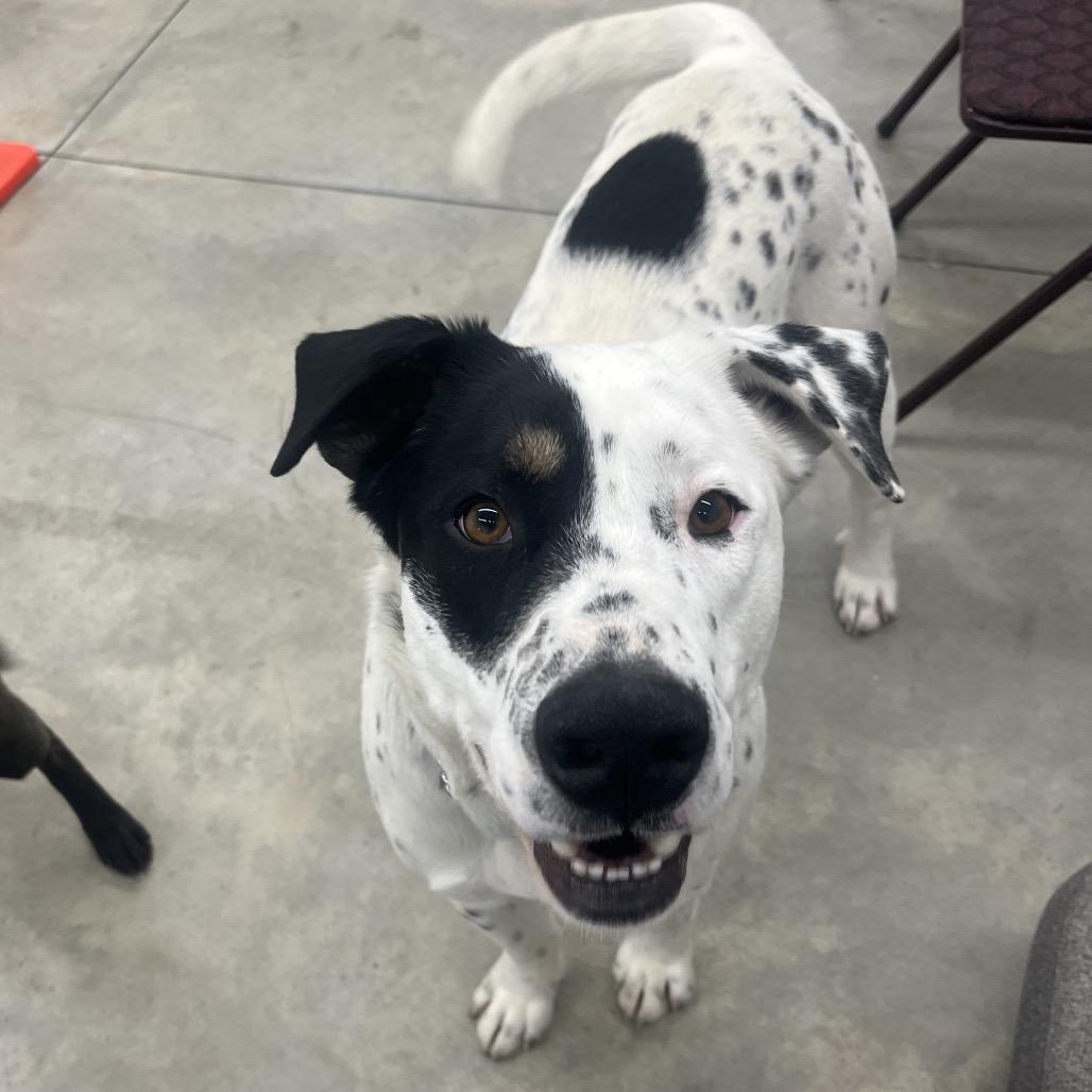 Enlarge Apollo, a Adoptable Mixed Breed in Bismarck, ND image 5/6