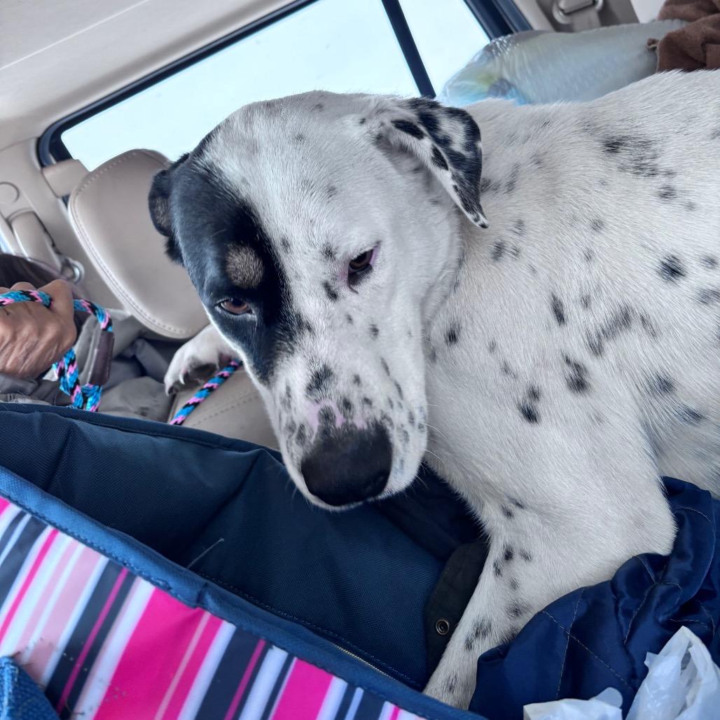 Enlarge Apollo, a Adoptable Mixed Breed in Bismarck, ND image 6/6