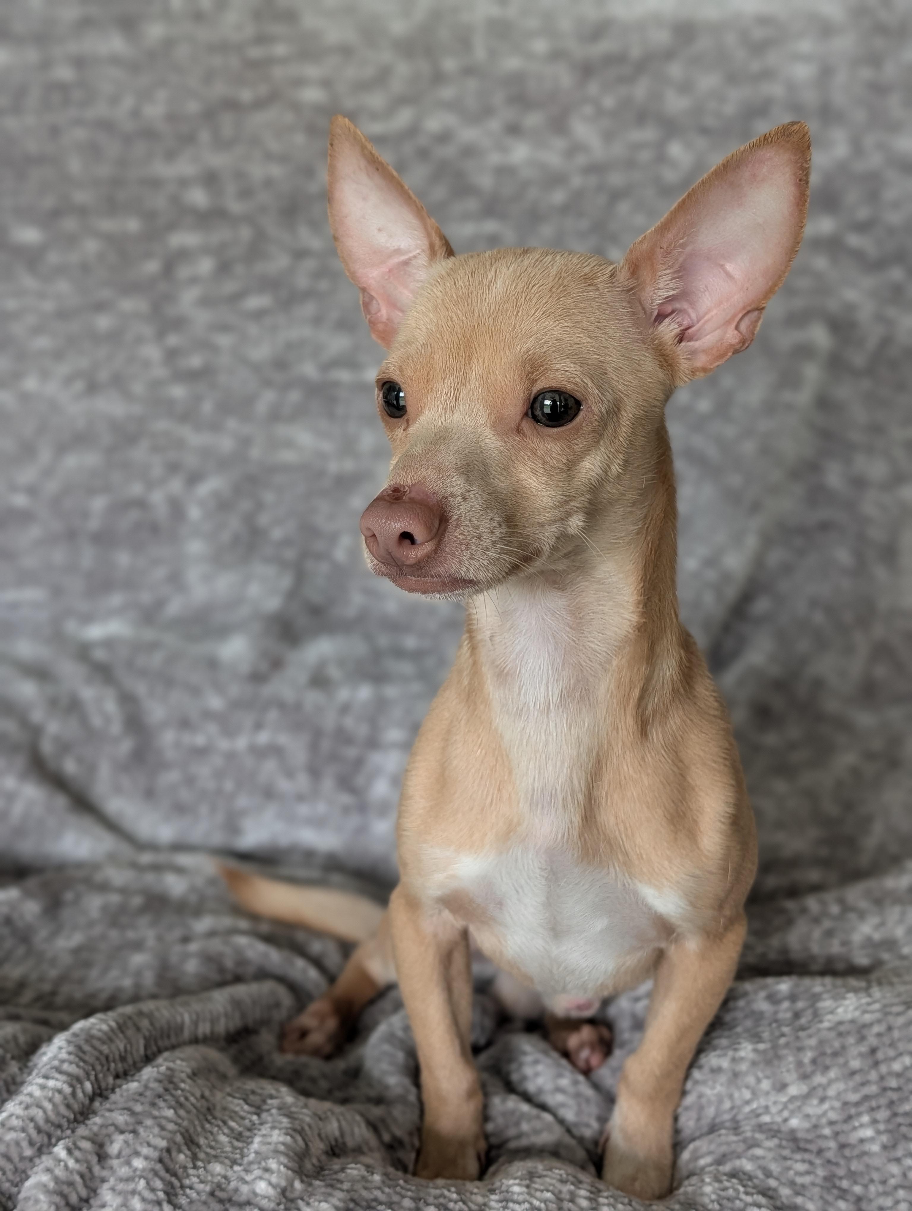 Milton, an adopted mixed breed in Baton Rouge, LA image 3/4